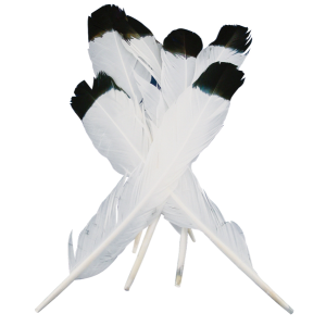 Feathers White/Black Tip 10pk