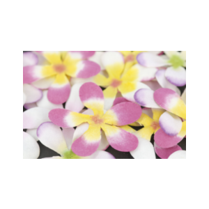 Frangipani Flowers 20pk