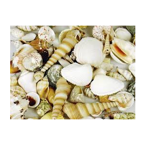 Sea Shells 1kg