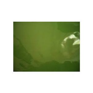 Cellophane Green 25pk